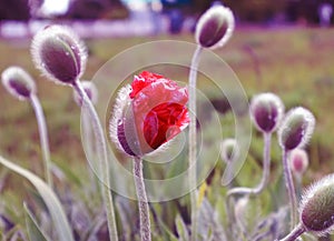 Bright red poppy Bud with dewdrops