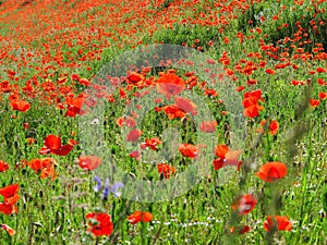 Bright red poppy field