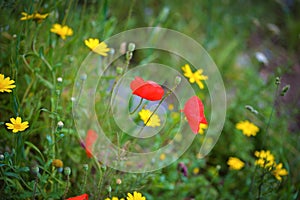 Bright red poppy in the field