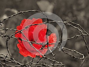 Bright red poppy flower against a sepia toned field behind tangled barbed wire war remembrance day concept image