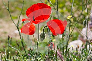 Bright red poppy flower with bud in field in nature in sunlight