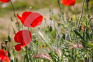 Bright red poppy flower with bud in field in nature in sunlight