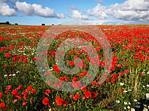 Bright red poppy flower field with blue sky behind photo