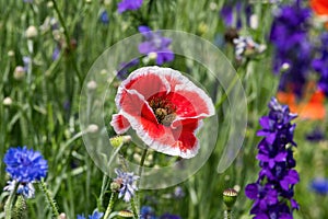 Bright red Poppy flower in field of Larkspur and other flowers