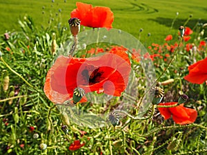 Bright red poppy flower with green field behind photo