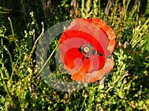 Bright red poppy flower with green field behind photo