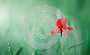 bright red poppy flower on green nature background