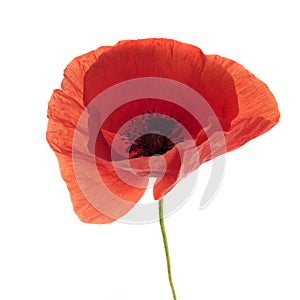 Bright red poppy flower isolated on white