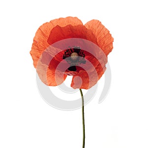 Bright red poppy flower isolated on white