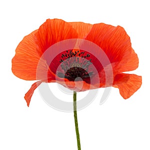 Bright red poppy flower isolated on white