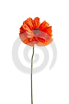 Bright red poppy flower isolated on white background.