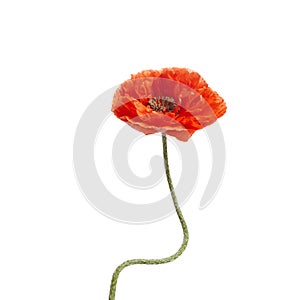 Bright red poppy flower isolated on white background.