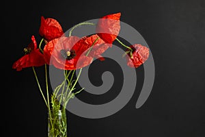 Bright red poppy flower isolated on white background.