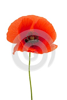 Bright red poppy flower isolated on white