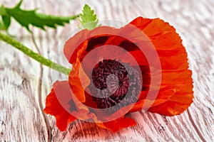 Bright red poppy flower macro, shallow depth of field