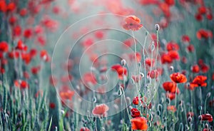 bright red poppy flower on nature background, summer time