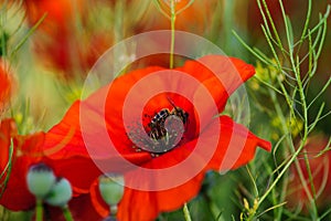 Bright red poppy flowers in summer. Bees collect nectar
