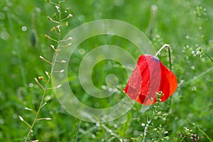 Bright, red poppy after the rain, covered with drops of water