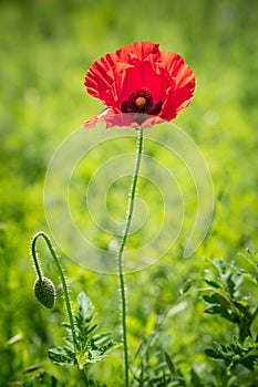 A bright red poppy wildflower in Texas