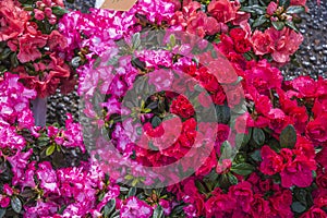 Bright red and purple azalia flowers with rain drops