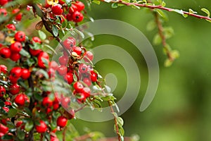 Bright red pyracantha berries, autumn garden