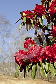 Bright Red Rhododendrons