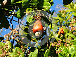 Bright red ripe cashew fruit on the tree - Oeiras, Piaui