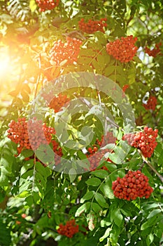 Bright red ripe mountain ash and green foliage in sunlight