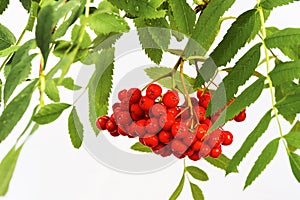 Bright red ripe rowan berries on a twig with green leaves