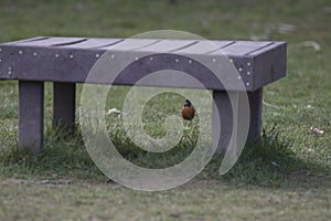 bright red robin standing in the grass behind a park bench