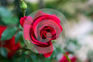 A bright red rose