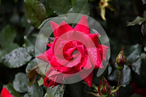 Bright red rose background at garden area