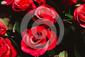 Red rose blossoms in the garden