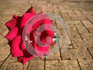 Bright red rose on brown brick background.