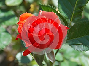 Bright red rose bud with green leaves
