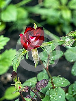 Bright red rose Bud with raindrops, macro