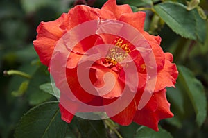 Bright red rose bush. beautiful fresh roses in nature. pink tea roses bush in garden