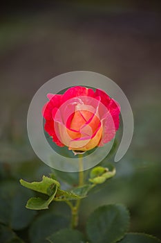 Bright red rose flower