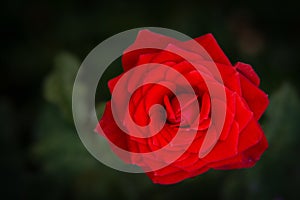 Bright red rose flower with dark green garden background