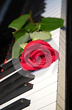 A bright red rose lies on a black and white piano keyboard, a flower and music, a symbol, vertical picture photo