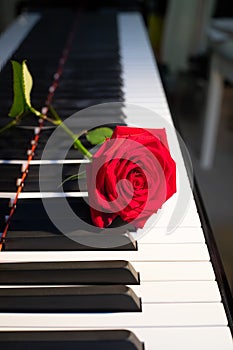 A bright red rose lies on a black and white piano keyboard, a flower and music, a symbol, vertical picture