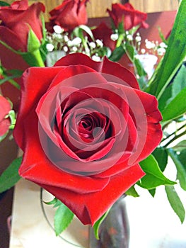 Bright Red Rose