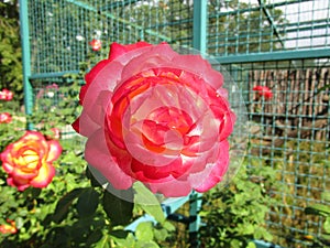 Bright red rose in the sun in a park. photo