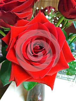 Bright red rose in vase