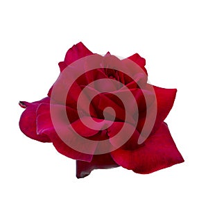 Bright red rose is on white background