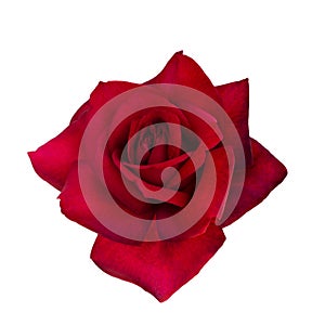Bright red rose is on white background