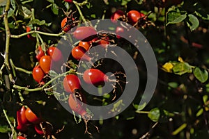 Bright red rosehip fruits