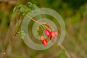 Bright red rosehips on a branch