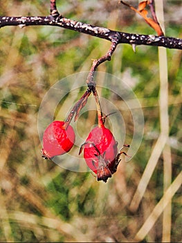Bright Red Rosehips Growing on Tree