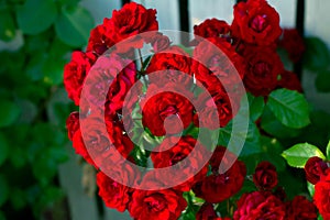 Bright red roses